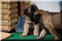 leonberger 021.jpg